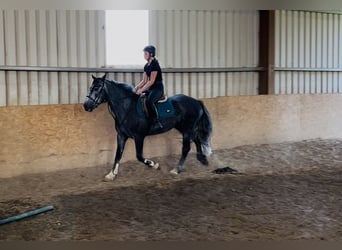 Kuc Connemara, Wałach, 5 lat, 148 cm, Siwa