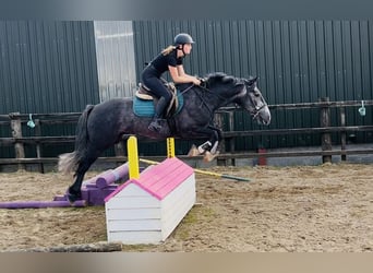 Kuc Connemara, Wałach, 5 lat, 148 cm, Siwa