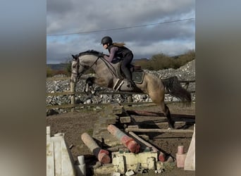 Kuc Connemara, Wałach, 5 lat, 148 cm, Siwa