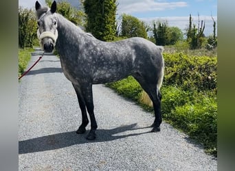 Kuc Connemara, Wałach, 5 lat, 148 cm, Siwa