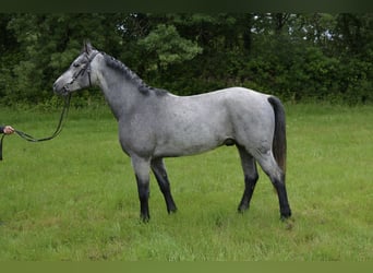 Kuc Connemara, Wałach, 5 lat, 148 cm, Siwa