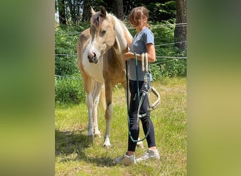 Kuc Connemara, Wałach, 5 lat, 154 cm, Tobiano wszelkich maści