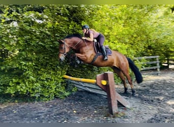Kuc Connemara, Wałach, 5 lat, 155 cm, Gniada