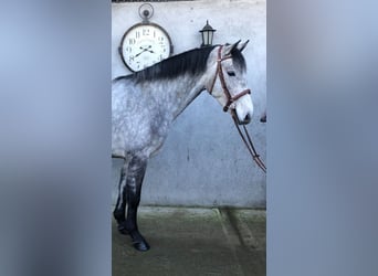 Kuc Connemara, Wałach, 5 lat, 155 cm, Stalowosiwy