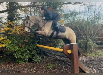 Kuc Connemara, Wałach, 5 lat, 156 cm, Bułana