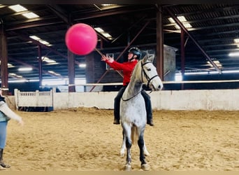 Kuc Connemara, Wałach, 5 lat, 158 cm, Siwa