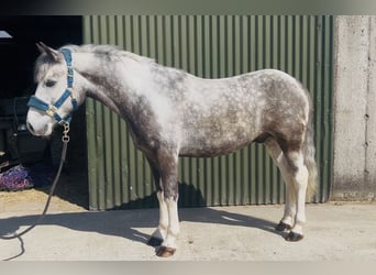 Kuc Connemara, Wałach, 6 lat, 128 cm, Stalowosiwy