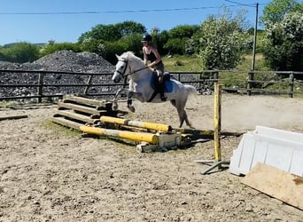 Kuc Connemara, Wałach, 6 lat, 145 cm, Siwa