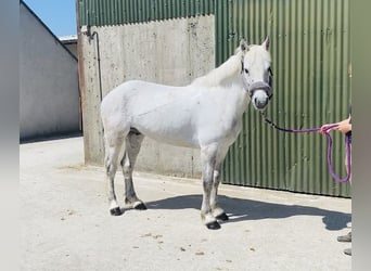 Kuc Connemara, Wałach, 6 lat, 145 cm, Siwa