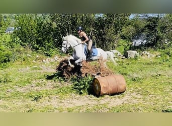 Kuc Connemara, Wałach, 6 lat, 145 cm, Siwa