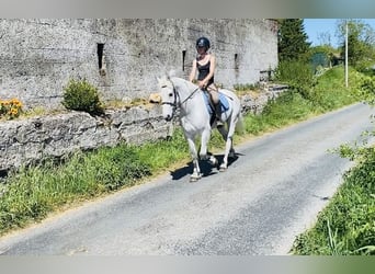 Kuc Connemara, Wałach, 6 lat, 145 cm, Siwa