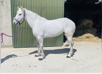 Kuc Connemara, Wałach, 6 lat, 145 cm, Siwa