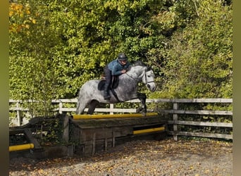Kuc Connemara, Wałach, 6 lat, 145 cm, Siwa jabłkowita