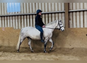 Kuc Connemara, Wałach, 6 lat, 147 cm, Siwa