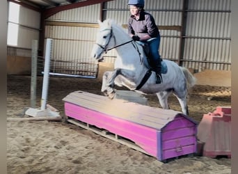 Kuc Connemara, Wałach, 6 lat, 147 cm, Siwa