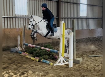 Kuc Connemara, Wałach, 6 lat, 147 cm, Siwa