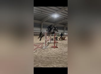 Kuc Connemara, Wałach, 6 lat, 147 cm, Siwa