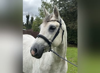 Kuc Connemara, Wałach, 6 lat, 148 cm, Siwa jabłkowita