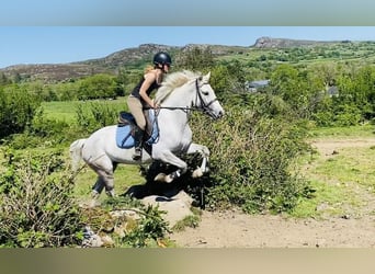 Kuc Connemara, Wałach, 6 lat, 148 cm, Siwa