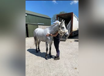 Kuc Connemara, Wałach, 6 lat, 148 cm, Siwa