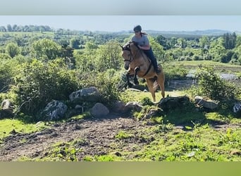 Kuc Connemara, Wałach, 6 lat, 148 cm, Siwa