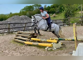 Kuc Connemara, Wałach, 6 lat, 148 cm, Siwa