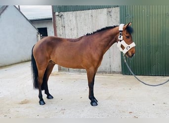 Kuc Connemara, Wałach, 6 lat, 148 cm, Siwa