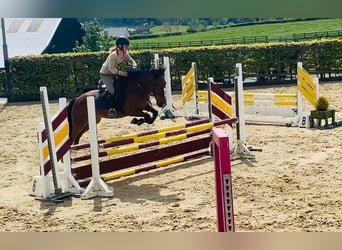 Kuc Connemara, Wałach, 6 lat, 148 cm, Siwa