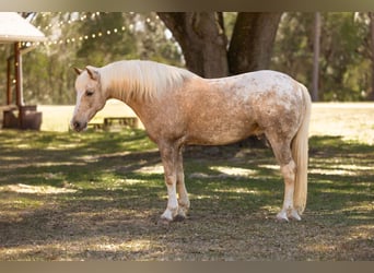 Kuc Connemara Mix, Wałach, 6 lat, 150 cm, Izabelowata