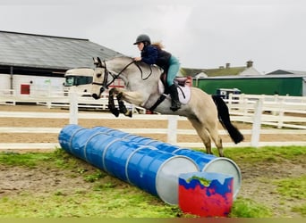 Kuc Connemara, Wałach, 6 lat, 155 cm, Bułana