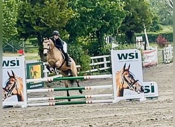 Kuc Connemara, Wałach, 6 lat, 157 cm, Bułana