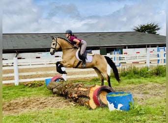 Kuc Connemara, Wałach, 6 lat, 157 cm, Bułana