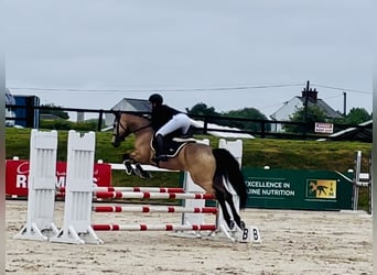 Kuc Connemara, Wałach, 6 lat, 157 cm, Bułana