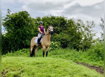 Kuc Connemara, Wałach, 6 lat, 157 cm, Bułana