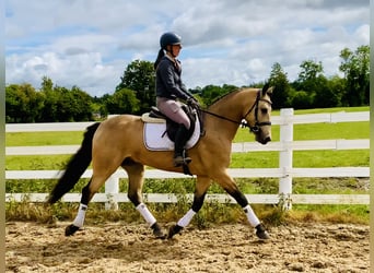 Kuc Connemara, Wałach, 6 lat, 157 cm, Bułana