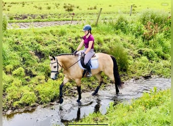 Kuc Connemara, Wałach, 6 lat, 157 cm, Bułana