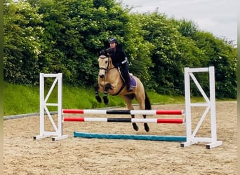 Kuc Connemara, Wałach, 6 lat, 157 cm, Bułana