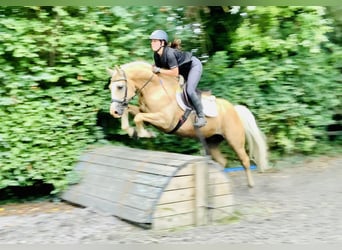 Kuc Connemara, Wałach, 6 lat, 157 cm, Izabelowata