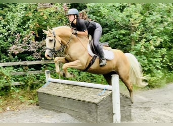 Kuc Connemara, Wałach, 6 lat, 157 cm, Izabelowata