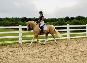 Kuc Connemara, Wałach, 6 lat, 157 cm, Izabelowata