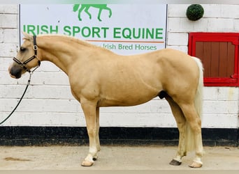 Kuc Connemara, Wałach, 6 lat, 157 cm, Izabelowata