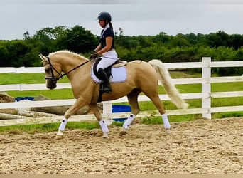 Kuc Connemara, Wałach, 6 lat, 157 cm, Izabelowata