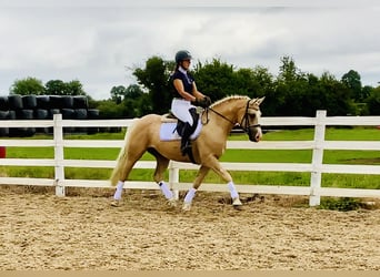 Kuc Connemara, Wałach, 6 lat, 157 cm, Izabelowata