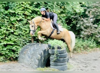 Kuc Connemara, Wałach, 6 lat, 157 cm, Izabelowata