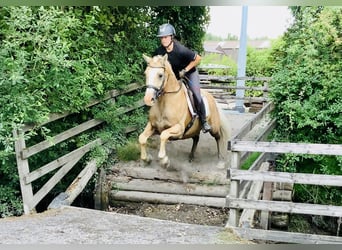 Kuc Connemara, Wałach, 6 lat, 157 cm, Izabelowata
