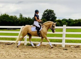 Kuc Connemara, Wałach, 6 lat, 157 cm, Izabelowata