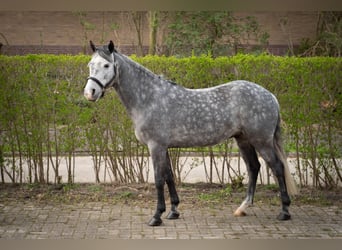 Kuc Connemara, Wałach, 7 lat, 142 cm, Siwa jabłkowita