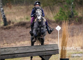 Kuc Connemara, Wałach, 7 lat, 142 cm, Siwa jabłkowita