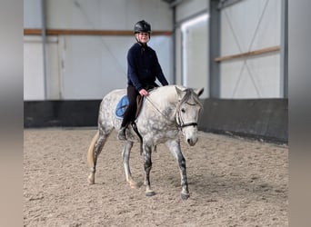 Kuc Connemara Mix, Wałach, 7 lat, 147 cm, Siwa jabłkowita