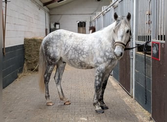 Kuc Connemara Mix, Wałach, 7 lat, 147 cm, Siwa jabłkowita